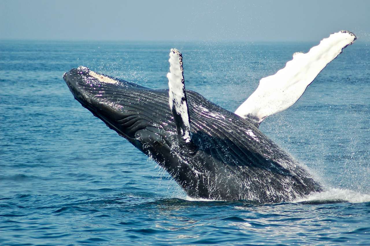 Curiozități despre balenă
