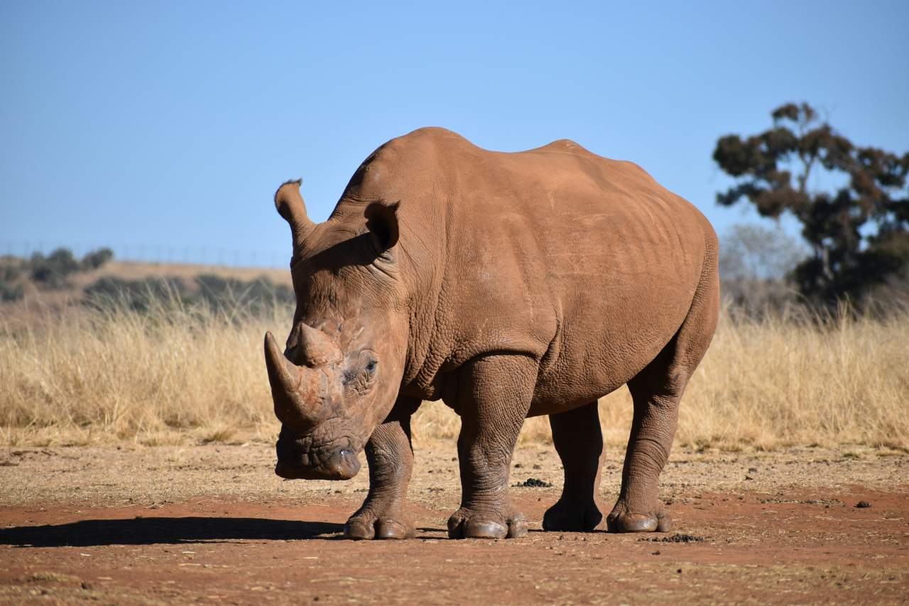 Curiozități despre rinocer