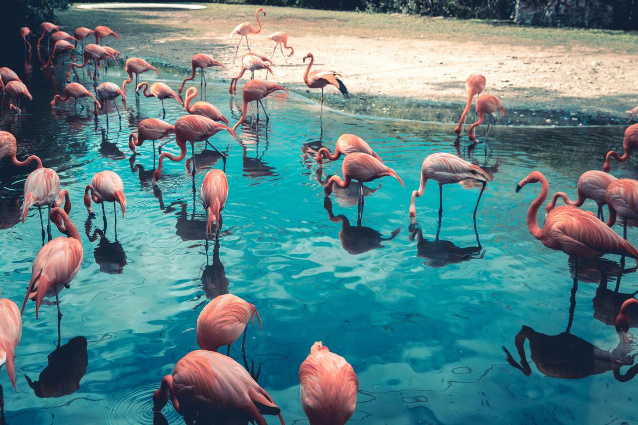 Curiozități despre flamingo