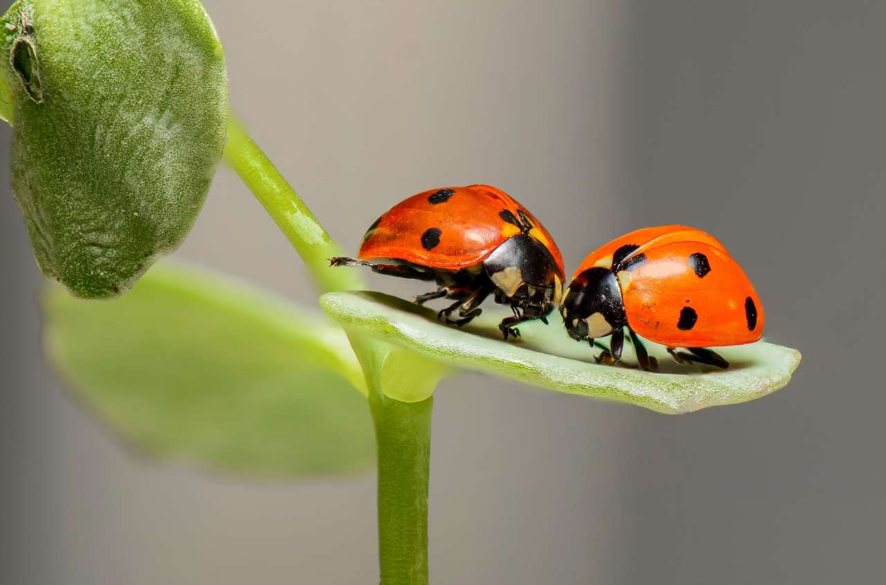 Curiozități despre insecte