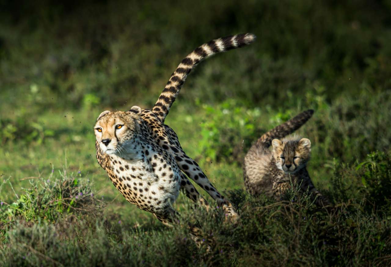 Curiozități despre ghepard