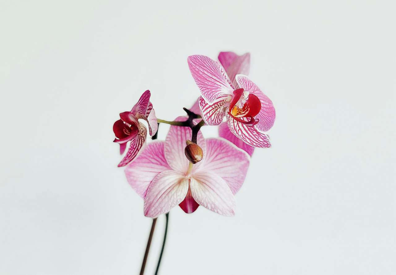 Curiozități despre orhidee