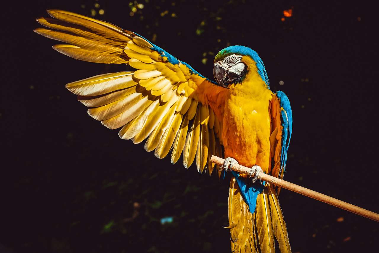 Papagalii: păsările colorate ale naturii
